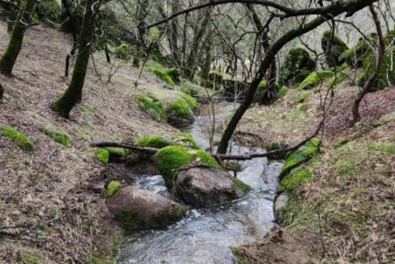 10-Acre Forest Villa, 20 Miles From Yosemite South Oakhurst Eksteriør billede