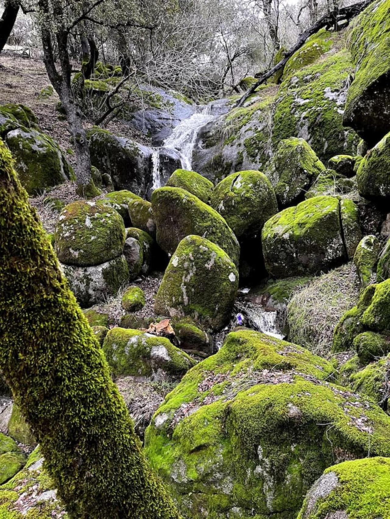 10-Acre Forest Villa, 20 Miles From Yosemite South Oakhurst Eksteriør billede